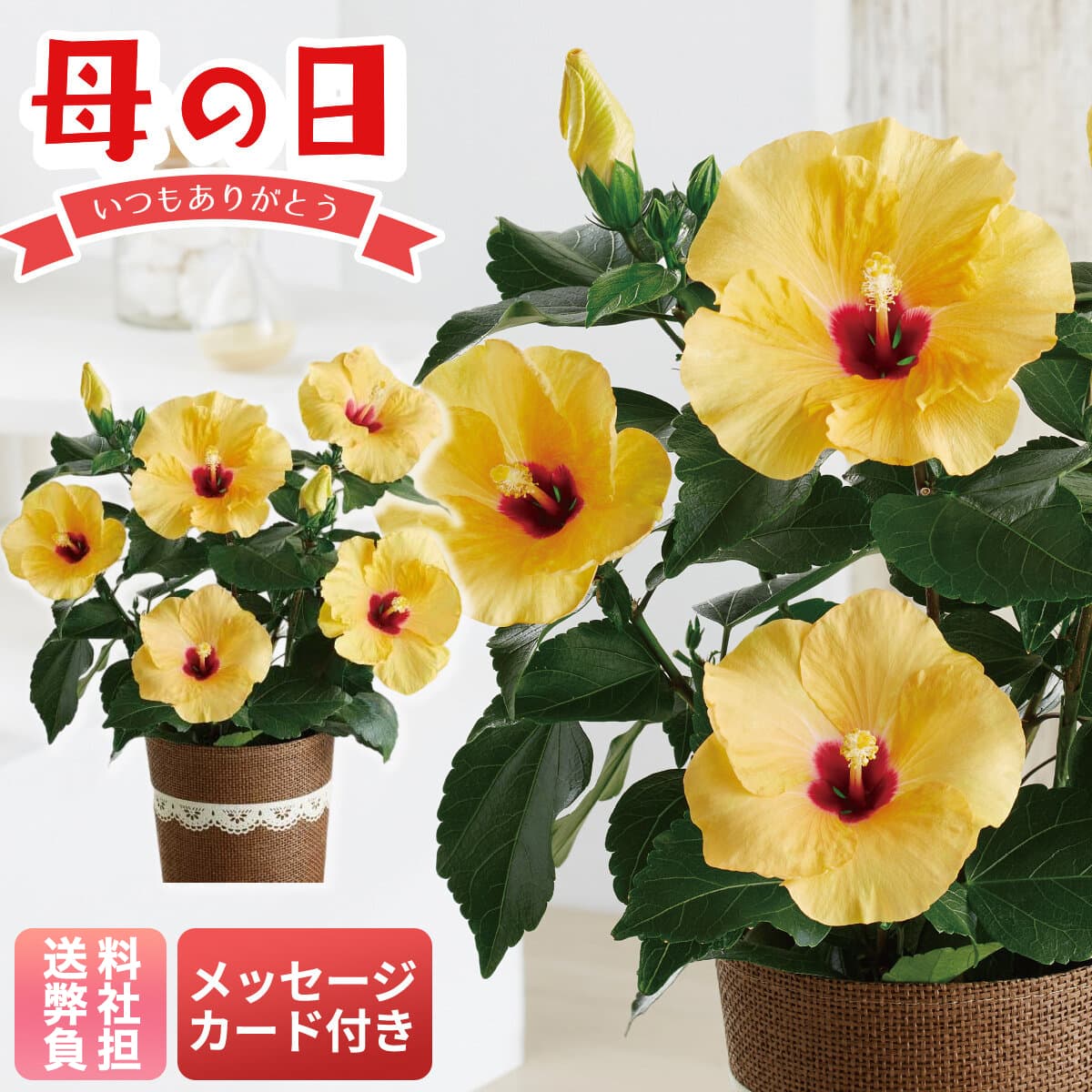 ハイビスカス（アドニスイエロー） | 京急ストア もとまちユニオン